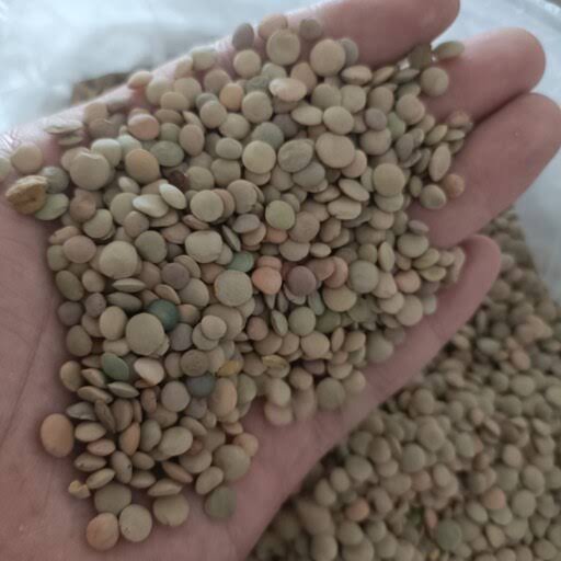 عدس درجه یک یک دست185 هزارتومان